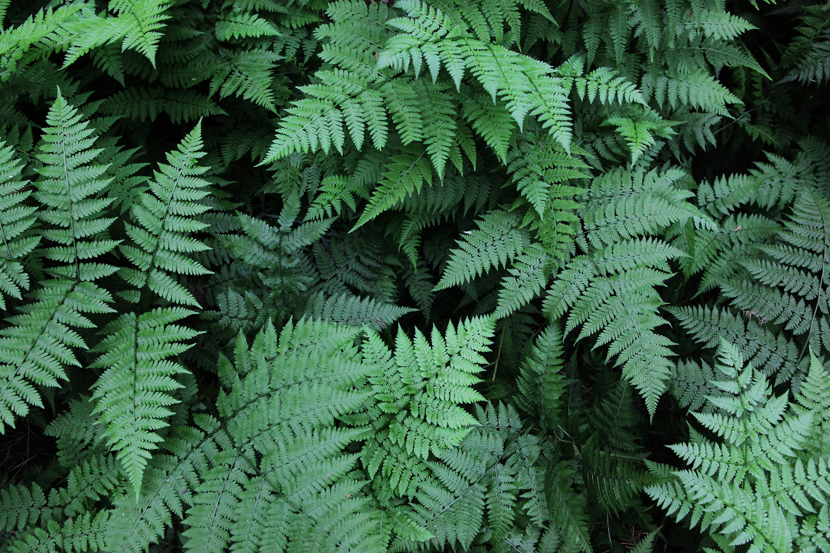 Hannogen leads the new trend of herbal nutrition technology
